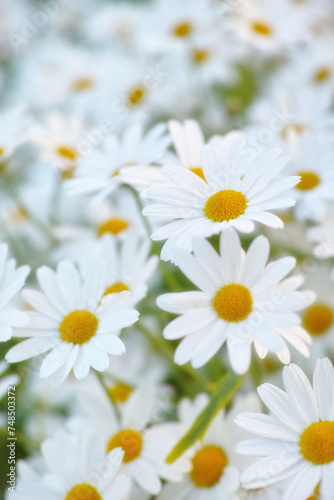 Flowers  field and daisies in garden  environment and park in summer with closeup. Leaves  chamomile and plants at meadow in nature outdoor for growth  ecology and floral bloom in the countryside