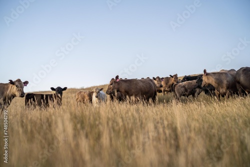 beautiful cattle in Australia  eating grass, grazing on pasture. Herd of cows free range beef being regenerative raised on an agricultural farm. Sustainable farming of food crops. Cow in field © William