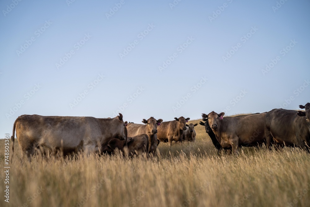 Fat Beef cows grazing on native grasses in a field on a farm practicing regenerative agriculture in Australia. Hereford cattle on pasture. livestock Cows in a field at sunset with golden light. Fat Beef cows grazing on native grasses in a field on a farm practicing regenerative agriculture in Australia. Hereford cattle on pasture. livestock Cows in a field at sunset with golden light.