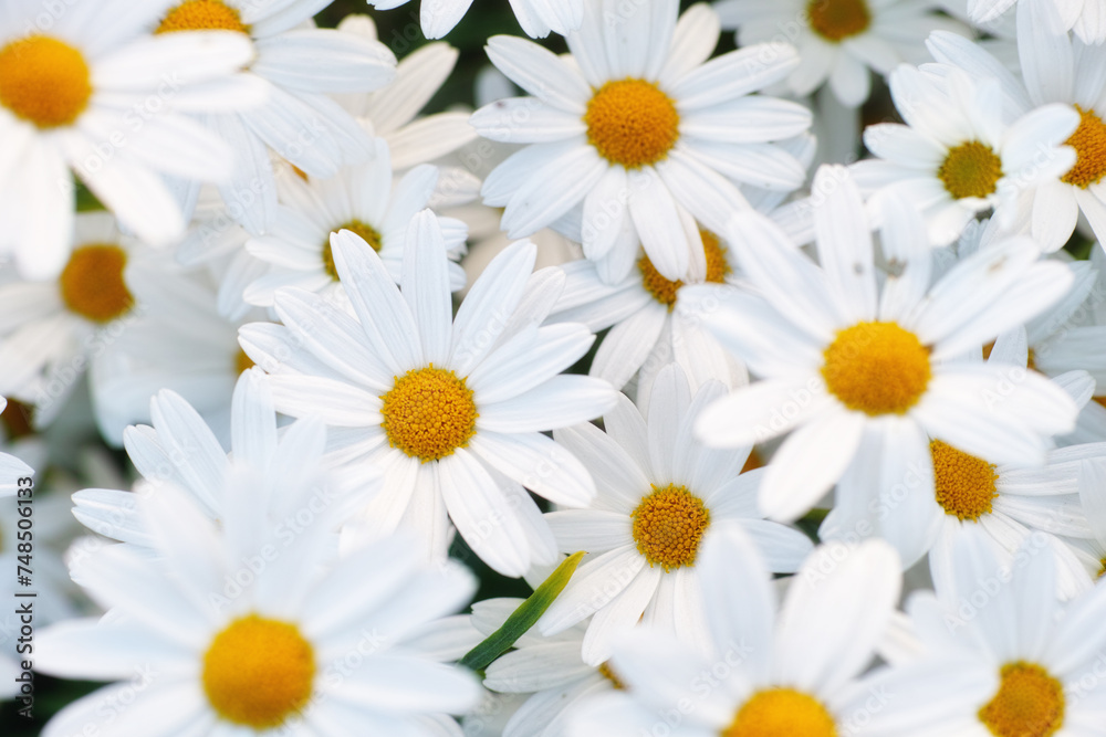 Fototapeta premium Flowers, daisies and top view at field in garden in the countryside, environment or park in summer. Leaves, chamomile plant and above at meadow in nature outdoor for growth, ecology or floral closeup