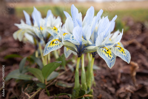 Blooming irises in the garden in early spring photo