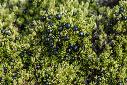 Coprosma ernodeoides, known as black-fruited coprosma in English and kūkaenēnē or ʻaiakanēnē in Hawaiian, is a sprawling shrub occurring only on the islands of Maui and Hawai‘i.  Haleakalā National  photo