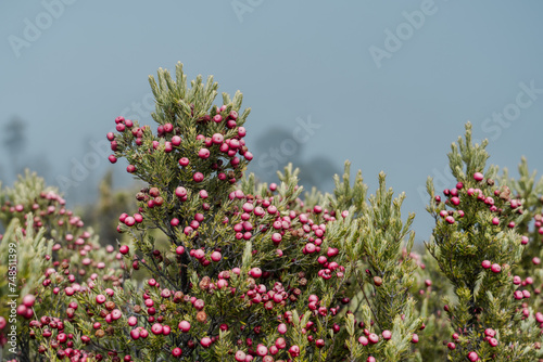 Leptecophylla tameiameiae, known as pūkiawe or maiele in the Hawaiian language, is a species of flowering plant that is native to the Hawaiian and Marquesas Islands.  Haleakalā National Park photo