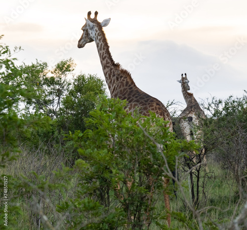 Giraffen im Naturreservat im Hluhluwe Nationalpark S  dafrika