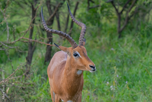 Impalas im Naturreservat Hluhluwe Nationalpark S  dafrika