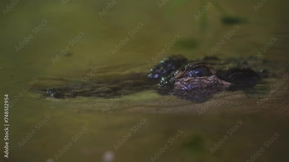 alligator closeup slomo blinks as it submerges scary and amazing