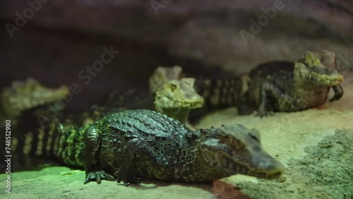 cuviers dwarf caiman exiting the water little creepy critters photo