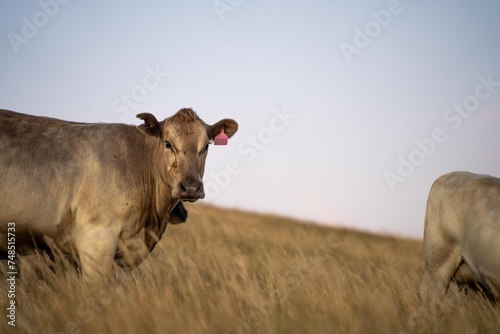Close up of fat Angus and Murray Grey Cows eating long pasture in Australia at dusk © William