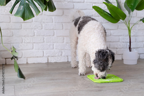 cute dog using lick mat for eating food slowly