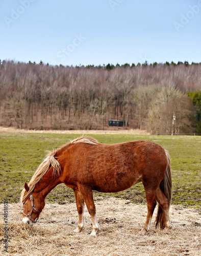 Horse, animal and countryside grazing in nature for riding adventure on farm land or outdoor, ranch or environment. Stallion, bridle and stable in Texas for holiday travel for outside, food or eating