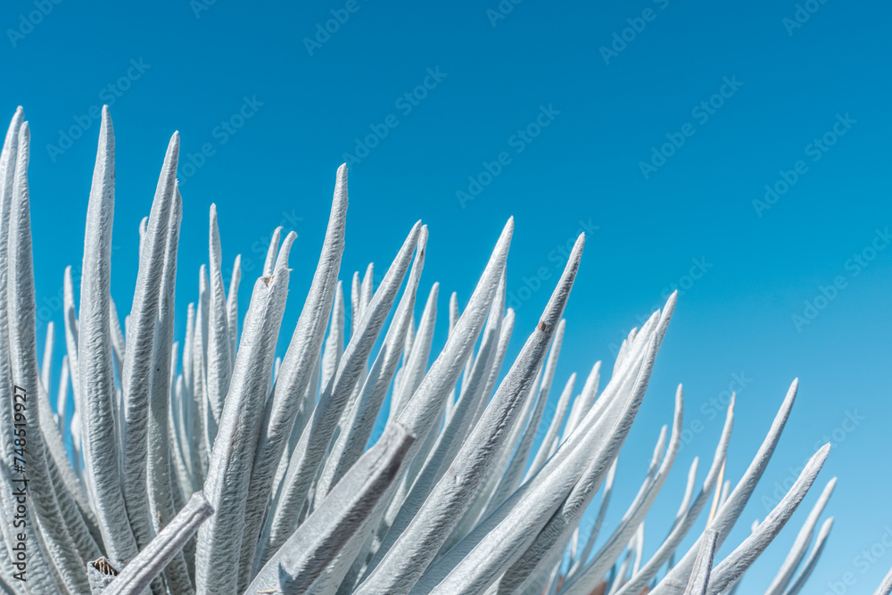 Haleakala silversword ( Argyroxiphium sandwicense subsp. macrocephalum ) is found on the mountain Haleakalā on the island of Maui Haleakala silversword ( Argyroxiphium sandwicense subsp. macrocephalum ) is found on the mountain Haleakalā on the island of Maui