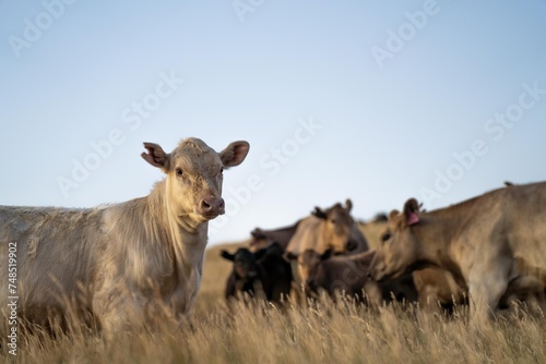 Fototapeta Naklejka Na Ścianę i Meble -  beautiful cattle in Australia  eating grass, grazing on pasture. Herd of cows free range beef being regenerative raised on an agricultural farm. Sustainable farming of food crops. Cow in field