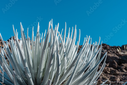 Haleakala silversword ( Argyroxiphium sandwicense subsp. macrocephalum ) is found on the mountain Haleakalā on the island of Maui photo