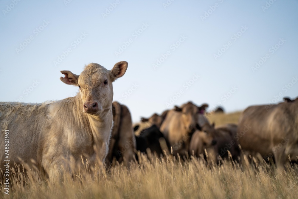 Close up of fat Angus and Murray Grey Cows eating long pasture in Australia at dusk Close up of fat Angus and Murray Grey Cows eating long pasture in Australia at dusk