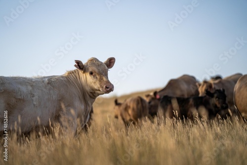 Fat Beef cows grazing on native grasses in a field on a farm practicing regenerative agriculture in Australia. Hereford cattle on pasture. livestock Cows in a field at sunset with golden light. © Phoebe