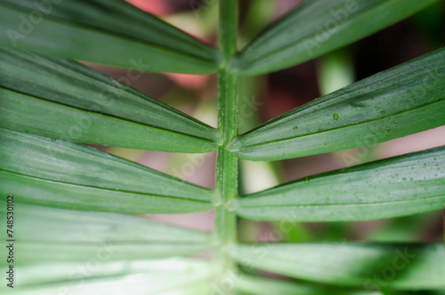 green leaf of a tropical plant with dew drops close up