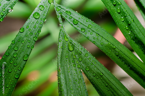 green leaf of a tropical plant with dew drops close up photo