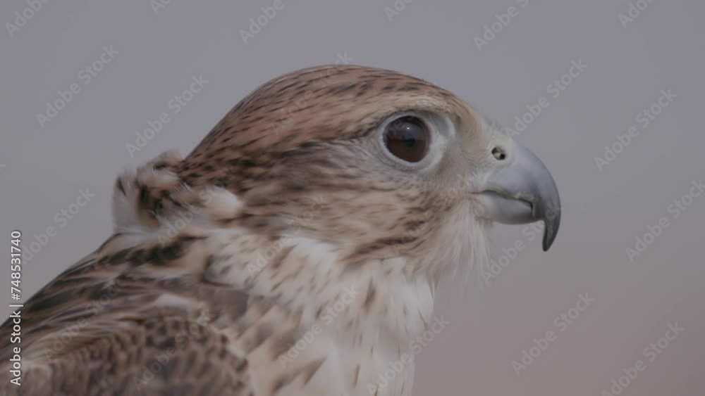 Close-up of a saker falcon at twilight, detailed feather pattern, clear eyes, calm demeanor Close-up of a saker falcon at twilight, detailed feather pattern, clear eyes, calm demeanor