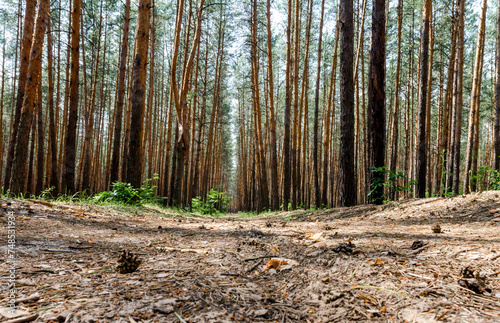 tall pine trees and a road in a forest without people