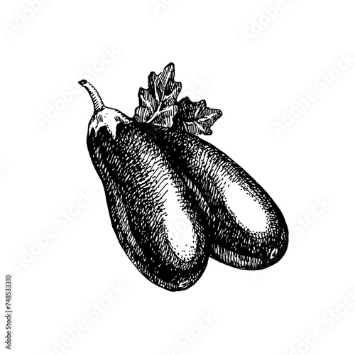 Hand drawn sketch vegetable eggplants. Eco food. Vector vintage black and white illustration (ID: 748533310)