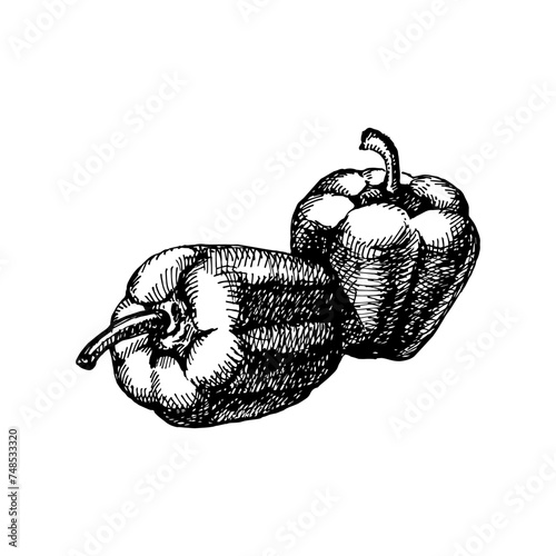 Hand drawn sketch vegetable peppers. Eco food. Vector vintage black and white illustration