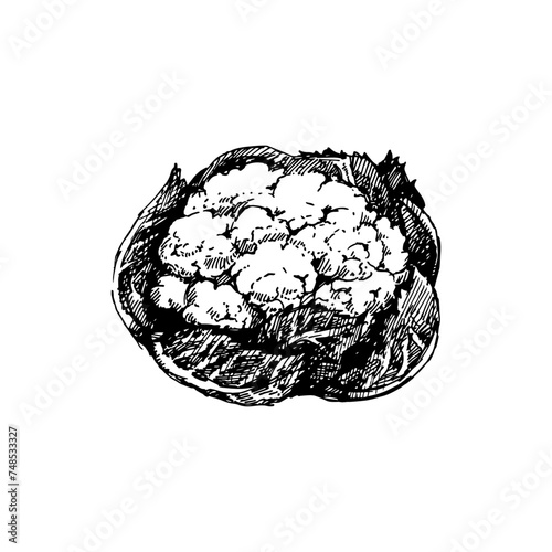 Hand drawn sketch vegetable cauliflower. Eco food. Vector vintage black and white illustration (ID: 748533327)