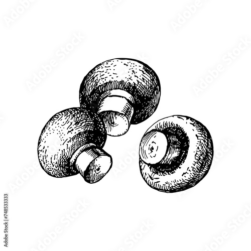 Hand drawn sketch vegetable champignon mushrooms. Eco food. Vector vintage black and white illustration (ID: 748533333)