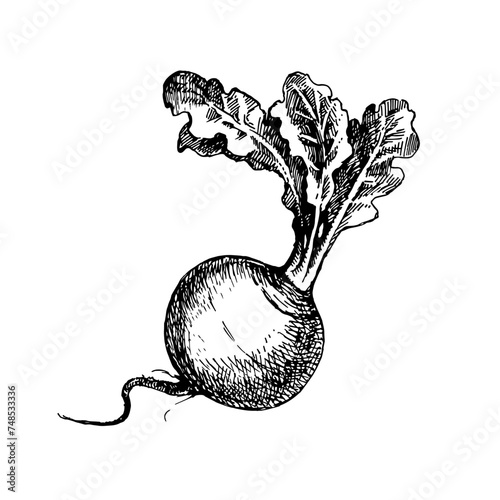 Hand drawn sketch vegetable turnip. Eco food. Vector vintage black and white illustration (ID: 748533336)