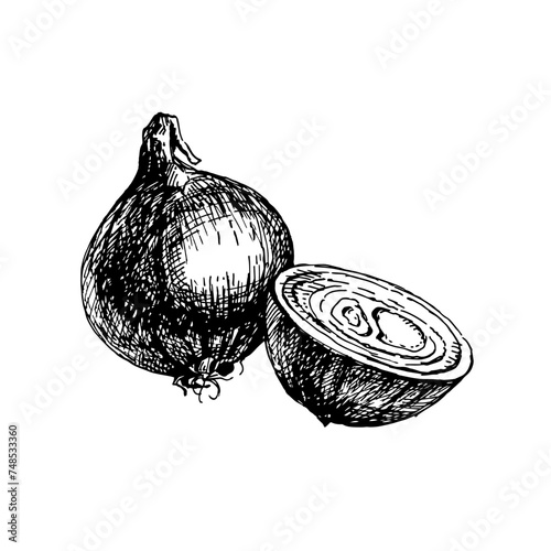 Hand drawn sketch vegetable onion. Eco food. Vector vintage black and white illustration (ID: 748533360)