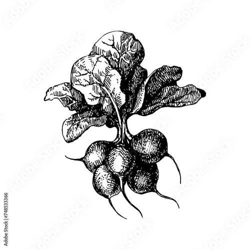 Hand drawn sketch vegetable radish. Eco food.Vector vintage black and white illustration (ID: 748533366)