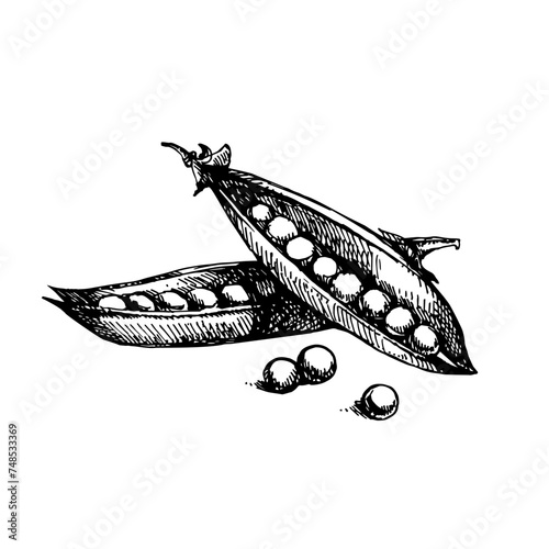 Hand drawn sketch vegetable peas. Eco food. Vector vintage black and white illustration (ID: 748533369)
