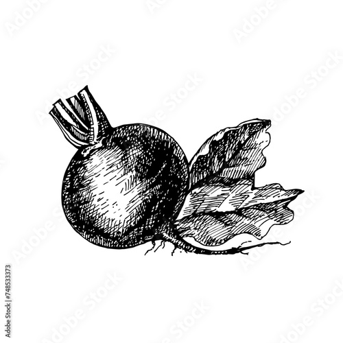 Hand drawn sketch vegetable beet. Eco food. Vector vintage black and white illustration (ID: 748533373)