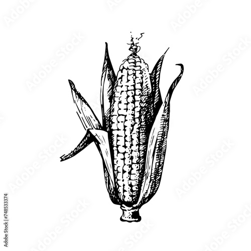 Hand drawn sketch vegetable corn. Eco food. Vector vintage black and white illustration (ID: 748533374)