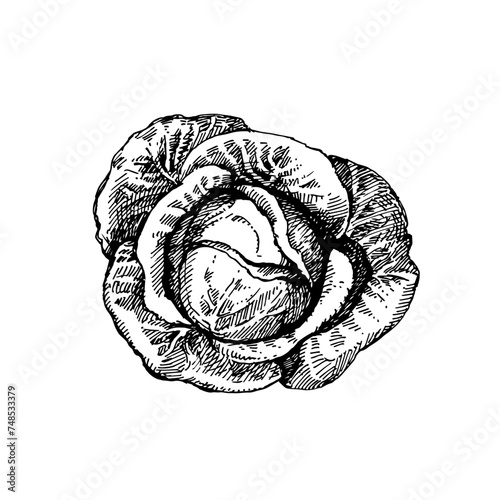 Hand drawn sketch vegetable cabbage. Eco food. Vector vintage black and white illustration (ID: 748533379)