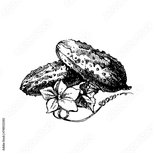 Hand drawn sketch vegetable cucumber. Eco food. Vector vintage black and white illustration (ID: 748533383)
