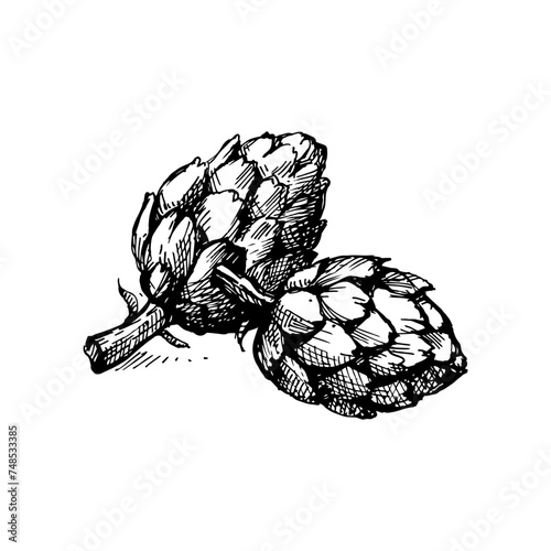 Hand drawn sketch vegetable artichoke. Eco food. Vector vintage black and white illustration (ID: 748533385)