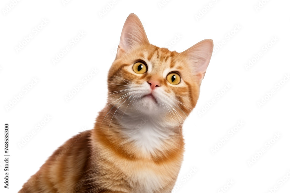 Cute fluffy portrait smile kitty Cat that looking at camera isolated on clear png background, funny moment, lovely cat, pet concept.