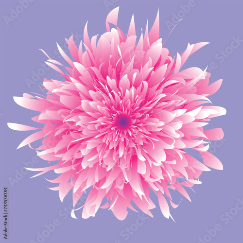 Beautiful flower, close up. The plant has a blossoming bud, which consists of a large number of petals growing from the center of the flower. The illustration can be used as decoration.