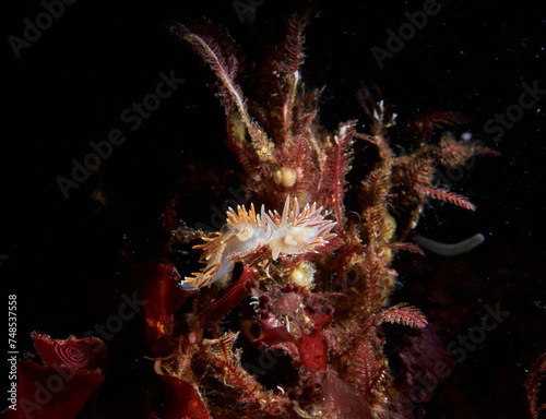 Sea slugs Flabellina verrucosa on the red algae. Blackwaterphotography, White sea © ALEKSEI