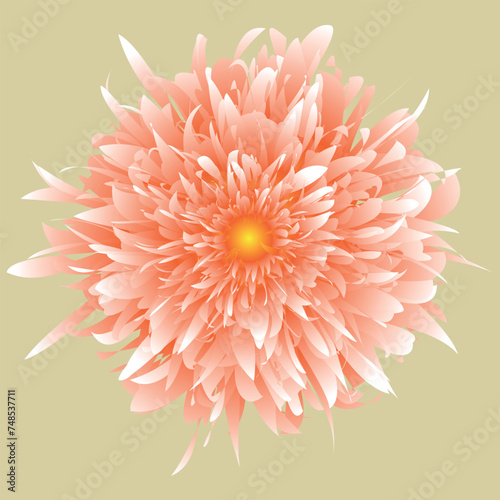 Beautiful flower, close up. The plant has a blossoming bud, which consists of a large number of petals growing from the center of the flower. The illustration can be used as decoration.