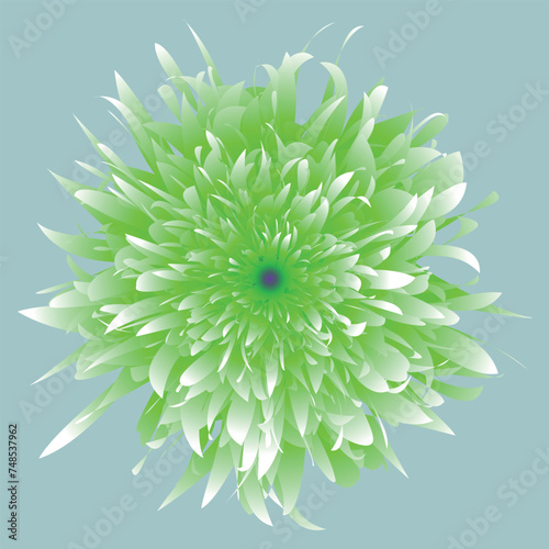 Beautiful flower, close up. The plant has a blossoming bud, which consists of a large number of petals growing from the center of the flower. The illustration can be used as decoration.