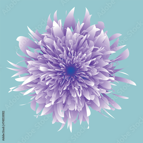 Beautiful flower, close up. The plant has a blossoming bud, which consists of a large number of petals growing from the center of the flower. The illustration can be used as decoration.