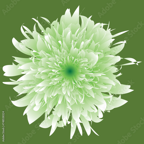 Beautiful flower, close up. The plant has a blossoming bud, which consists of a large number of petals growing from the center of the flower. The illustration can be used as decoration.