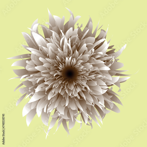 Beautiful flower, close up. The plant has a blossoming bud, which consists of a large number of petals growing from the center of the flower. The illustration can be used as decoration.