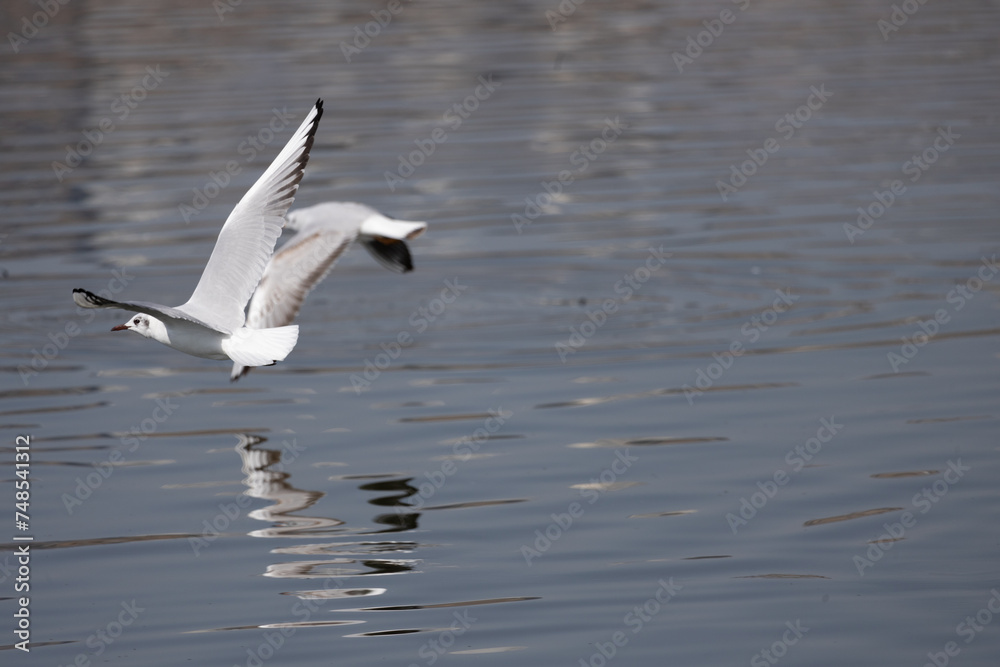 bird, seagull, gull, flying, sea, 