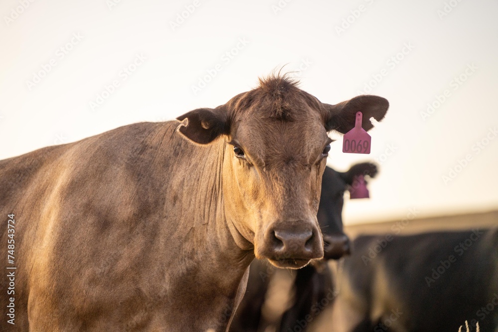 beautiful cattle in Australia eating grass, grazing on pasture. Herd of cows free range beef being regenerative raised on an agricultural farm. Sustainable farming of food crops. Cow in field beautiful cattle in Australia eating grass, grazing on pasture. Herd of cows free range beef being regenerative raised on an agricultural farm. Sustainable farming of food crops. Cow in field
