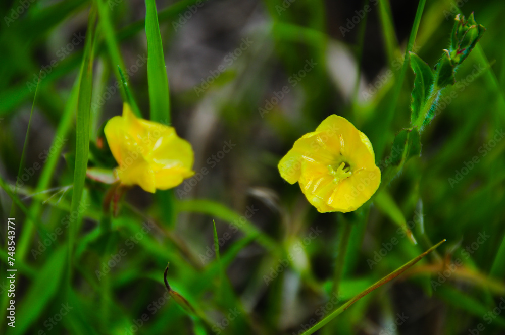 Yellow common evening primrose wildflower growing wild in the meadow. 