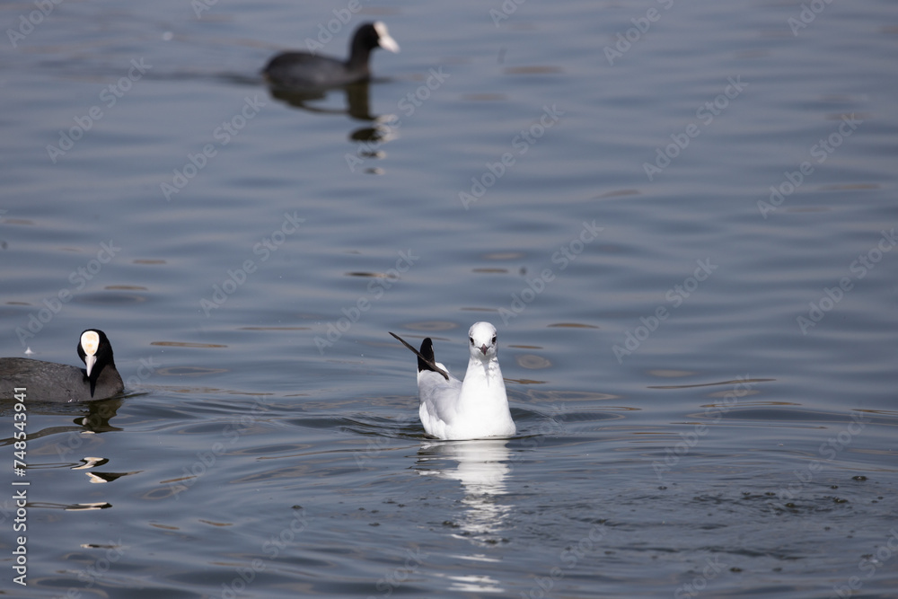 Fototapeta premium bird, seagull, gull, flying, sea, 