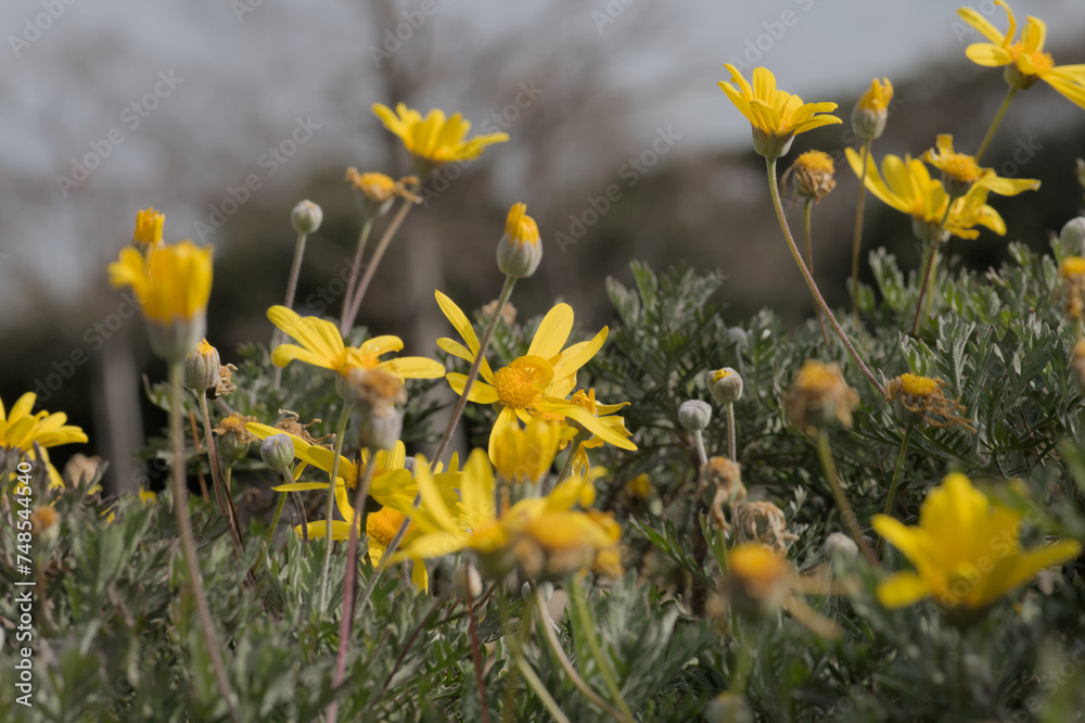 黄色い花が目立つユリオプスデージー