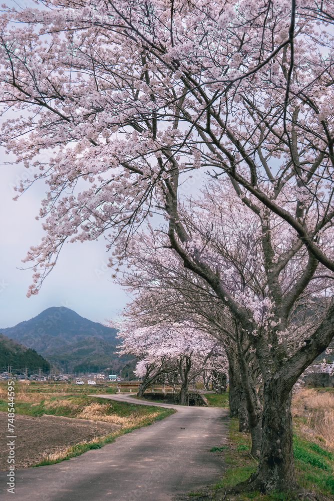 Cherry blossom scenery in the Japanese countryside Cherry blossom scenery in the Japanese countryside